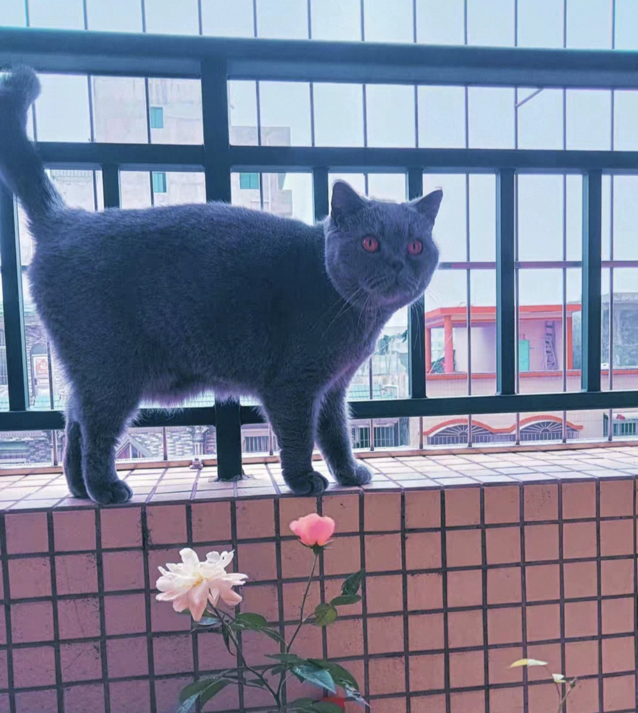 纯血统蓝猫 已绝育 850顺风车包邮